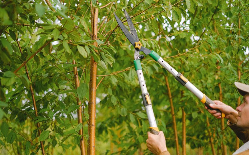 Tree trimming in Upper Sandusky, OH